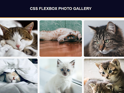 Photo Gallery Project app cat css cute flexbox gallery gemoy html photo web