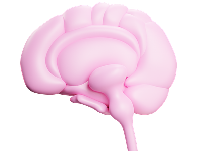 Human Brain 3d blander brain design highpoly human