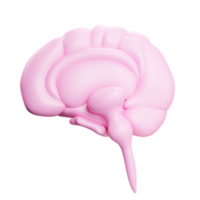 Human Brain 3d blander brain design highpoly human