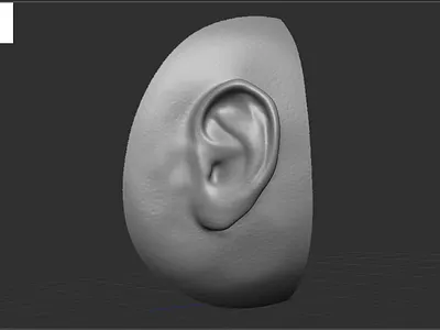 Ear in ZBrush 3d