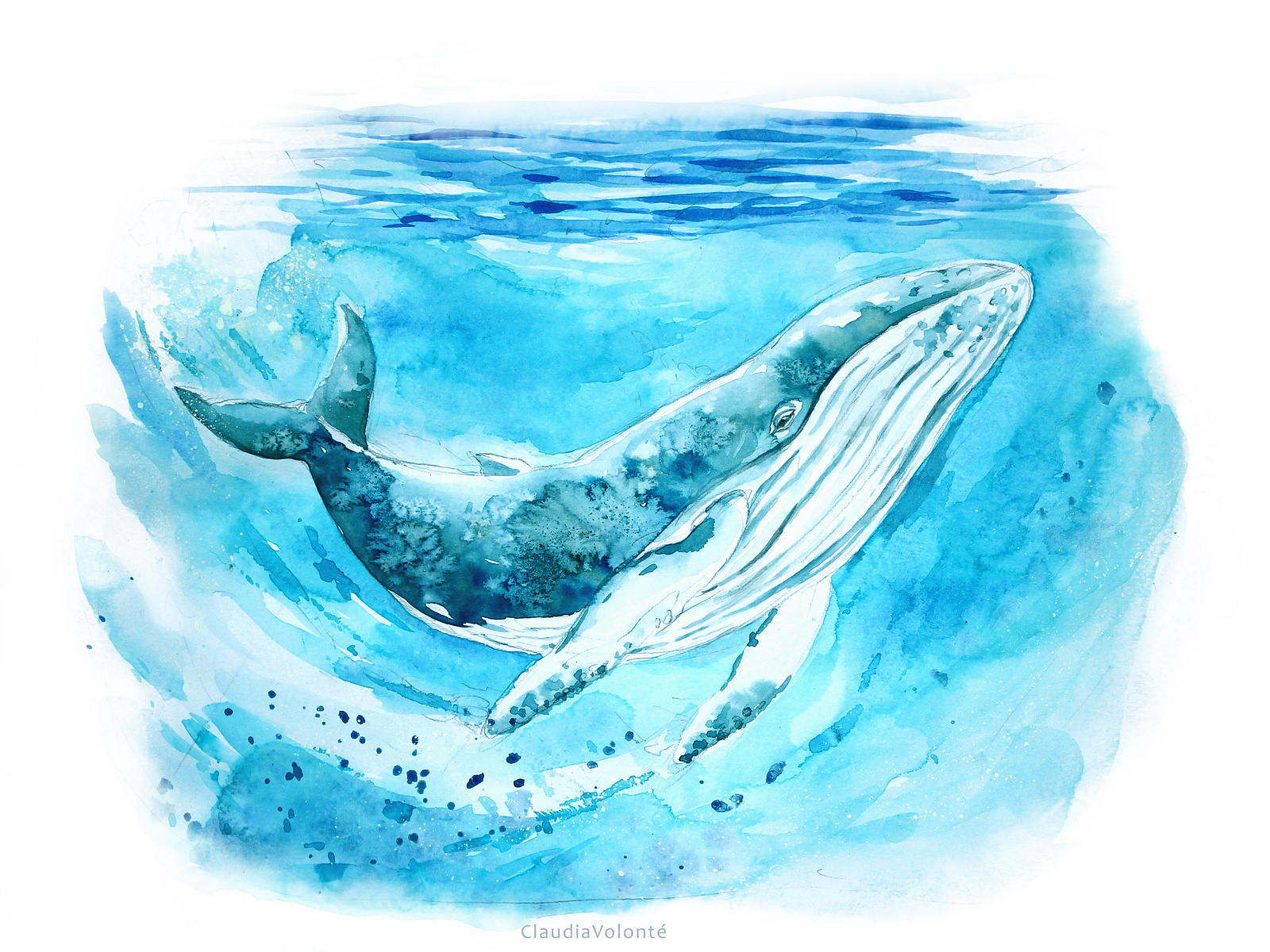 Humpback Whale by Claudia Volonté on Dribbble