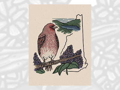 Purple Finch birds design drawing flowers illustration newhampshire purplefinch purplelilac