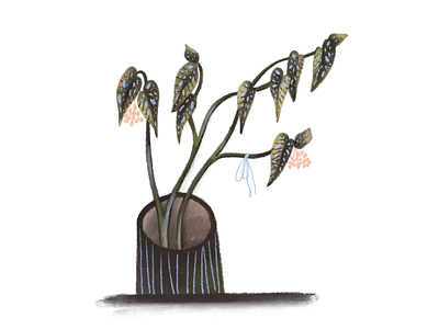 Begonie is blooming begonie green illustration illustrator plants plantsillustration spring