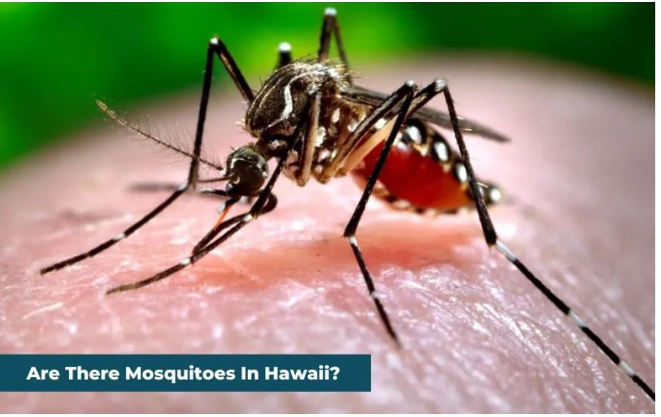 Are There Mosquitoes In Hawaii? Precautionary Measures And FIRST by