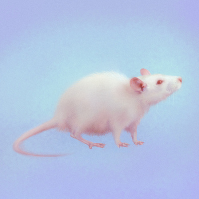 Albino Rat digital paint drawing illustration pastel procreate rat sketch soft