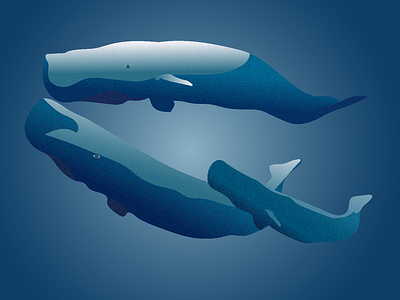 Children Book Illustrations "Our Oceans" adobeillustrator dribbble dribbbleweeklywarmup humpback whales illustration illustrator oceans orca orca whale ouroceans texture weeklywarmup whales