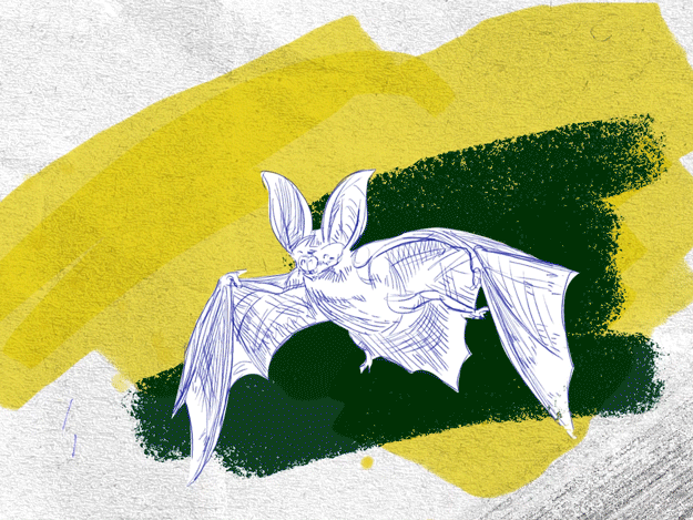 Bat Transformation 2 d animation after effects animation gif hand drawn illustration motion graphics scribble scribble animation