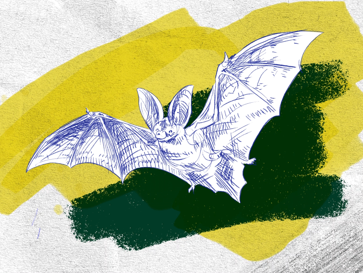 Bat 2 d animation after effects aniamted gif animation bat gif hand drawn illustration motion graphics