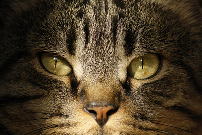 CARPE DIEM - Animal Instinct animal art canon carpe diem cat eyes felin fineart instinct light shapes look photo photographer