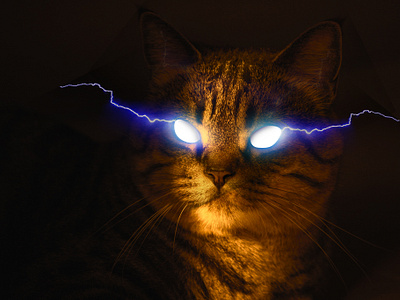 POST PRODUCTION - Thor's cat carpe diem eyes feline photo photographer post production thors cat thunder