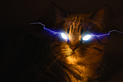 POST PRODUCTION - Thor's cat carpe diem eyes feline photo photographer post production thors cat thunder