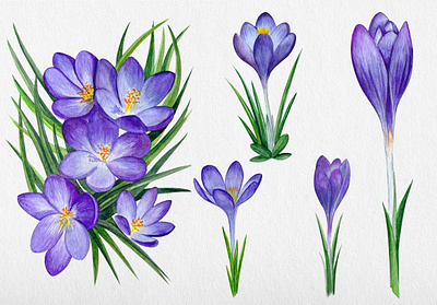 Watercolor snowdrops draw flowers graphic design paint spring violet watercolor snowdrops