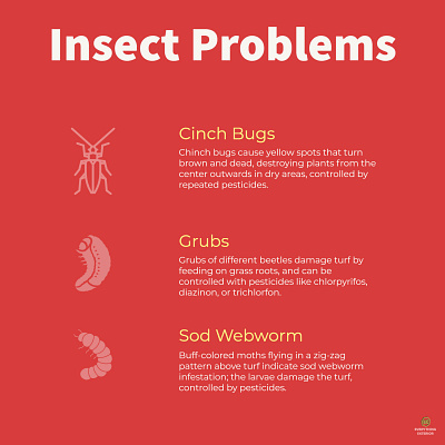 Insect Problems - Infographic design infographic