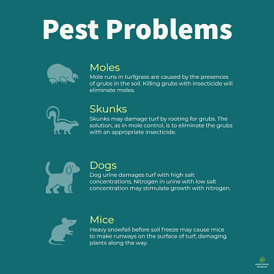 Pest Problems - Infographic