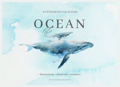 Ocean Life - Watercolor Collection animal beluga whale children illustration dolphin humpback wale illustration indigo ocean stationery illustration underwater watercolor watercolor collection watercolor illustration watercolor texture whale