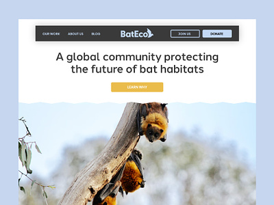 Bat Conservation Branding bat branding conservation habitat logo typography ui web design website wildlife