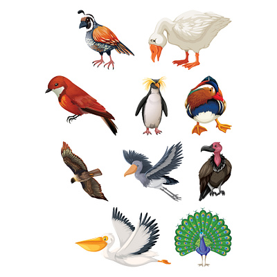 bird design branding design typography vector