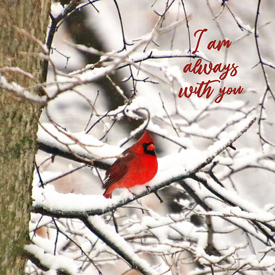 Cardinal Photo Gift