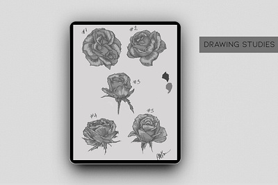 Rose Drawing Studies art artist artwork create creative digital digital art drawing drawing studies flowers illustration rose tablet