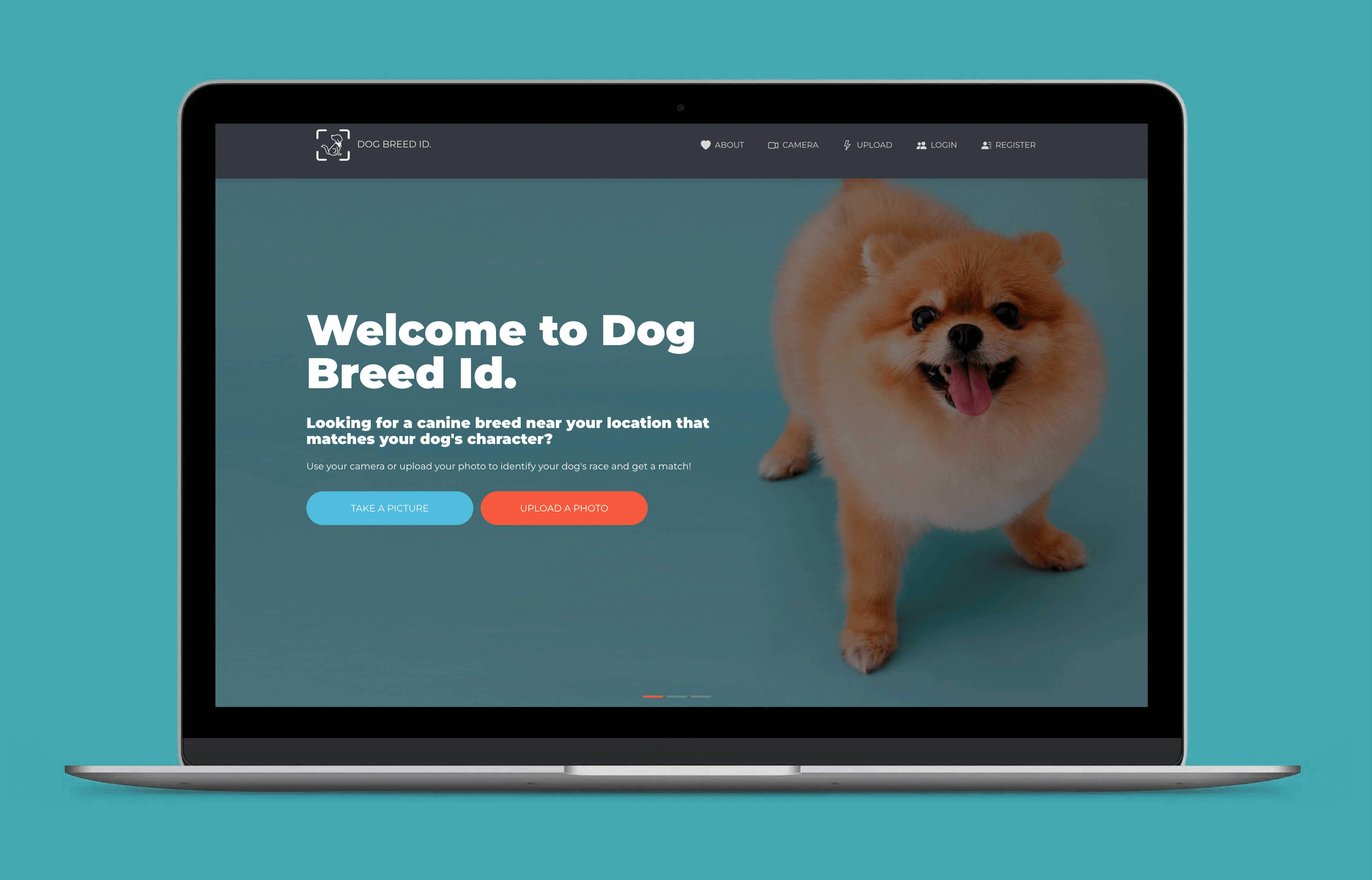 Dog Breed Classification. app cnn model dataviz graphic design ml classification ui ux web app