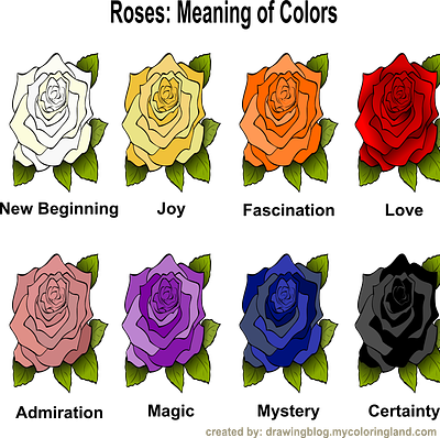 The meaning of specific colors of roses colors infographic roses