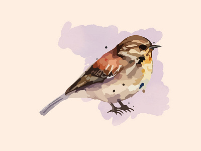 Watercolor bird sparrow