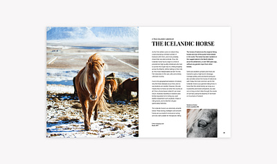 The Icelandic horse brochure concept editorial graphic design minimal and clean minimal design typography