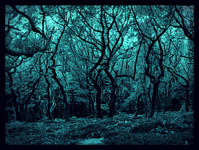 Enchanted forest 3d artwork alice in wonderland designs animation beautiful art creative designs digital designs dream like creations enchanted forest fantasy designs landscape designs logo misty photos motion graphics mysterious mystical creations mystical forest nature art spooky sweet pics unusual pictures