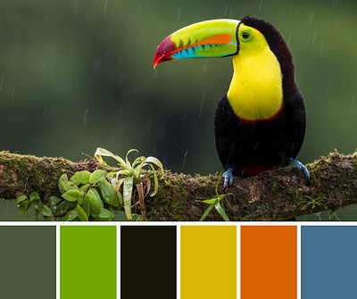 Mood Board bird birds images canva color color theory flight graphic design landscape images pictures moodboard nature public domain images rain toucan