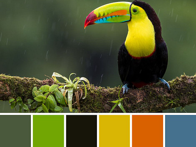 Mood Board bird birds images canva color color theory flight graphic design landscape images pictures moodboard nature public domain images rain toucan