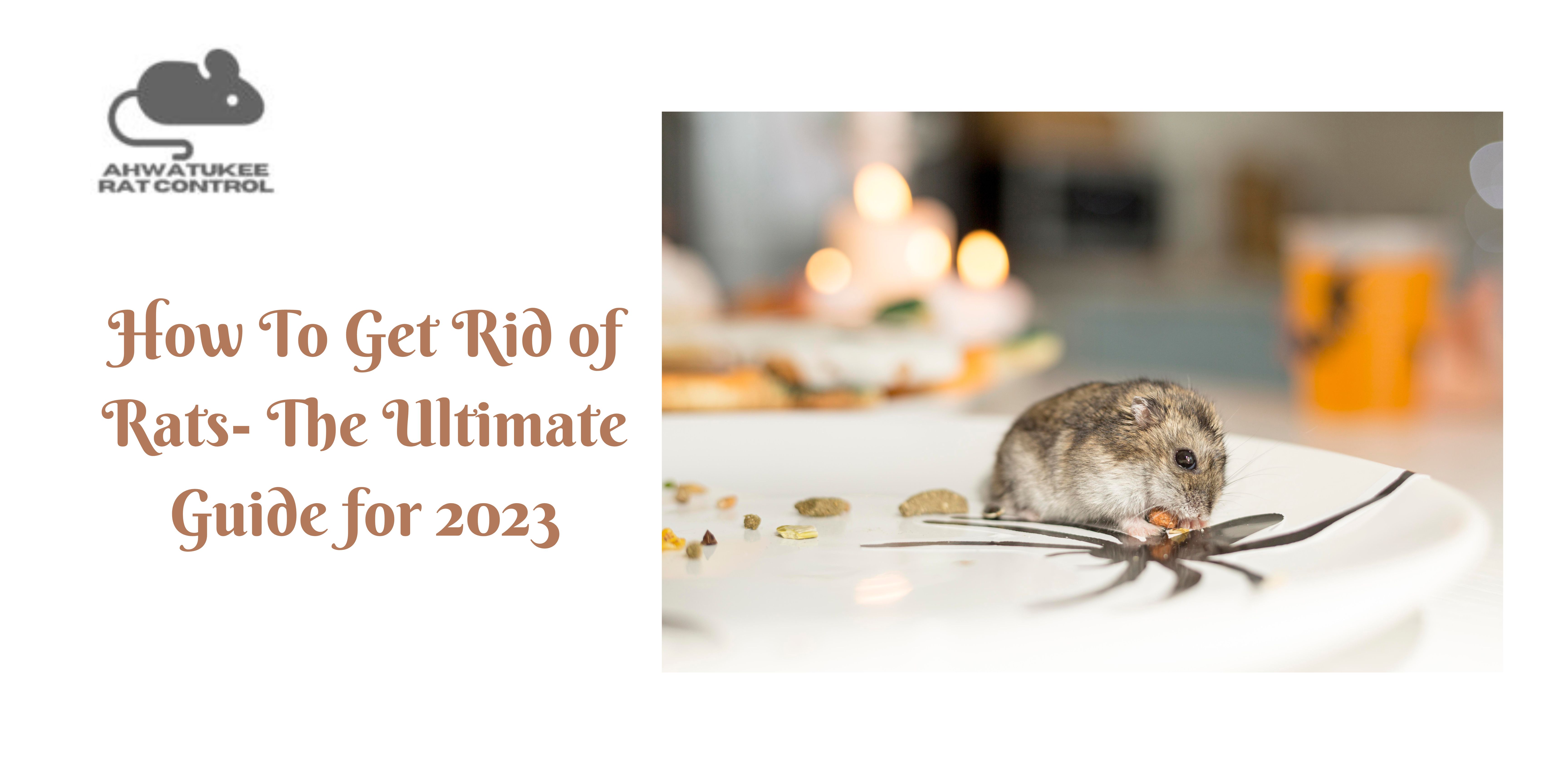 How To Get Rid Of Rats The Ultimate Guide For 2023 By Ahwatukee Rat   Original D97c7aee6f270f261a314f6d413aeb1f 