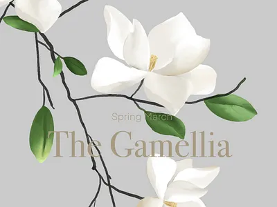 The Camellia flower illustration original