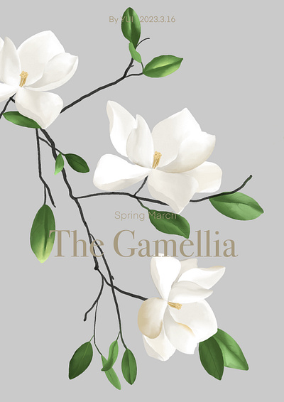 The Camellia flower illustration original