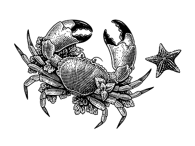 Crab black and white classical engraving etching illustration linocut retro scratchboard vintage woodcut