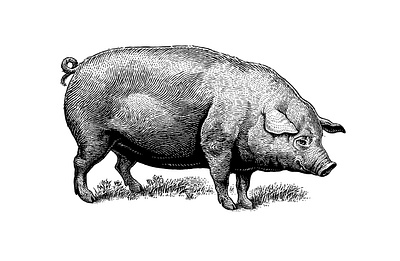 Hedonist wine - pig illustration black and white classical copperplate drawing engraving etching illustration linocut retro scratchboard vintage woodcut
