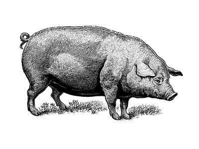 Hedonist wine - pig illustration black and white classical copperplate drawing engraving etching illustration linocut retro scratchboard vintage woodcut