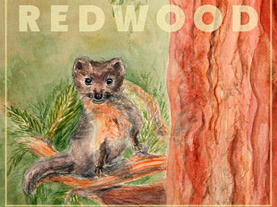 Hunter and Prey in Redwood animals book illustration ecology editorial illustration forest handdraw illustration ink inkdrawing marten postcard poster redwood sequoia squirrel travel