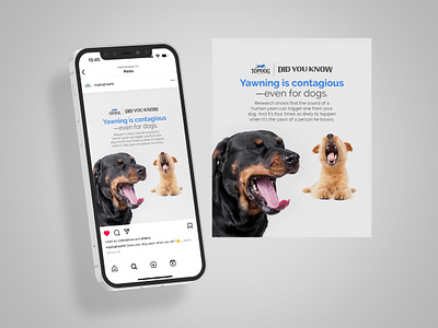 Dog Facts Social Media Design design instagram pets social media design