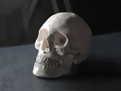 Skull artist digital digital painting draw illustration shadows still life