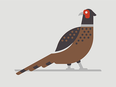 Pheasant bird birds brown design feather illustration illustrator pheasant red ring necked pheasant south dakota state bird vector