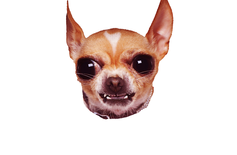 Pinscher Pistola after after effects animation dog gif motiondesign motiongraphics photoshop pinscher