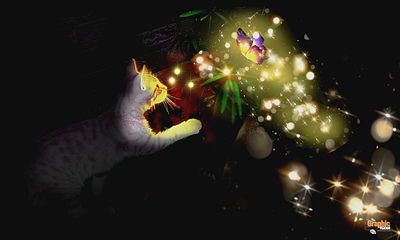 Magic Moment cat design graphic design illustration photo manipulation