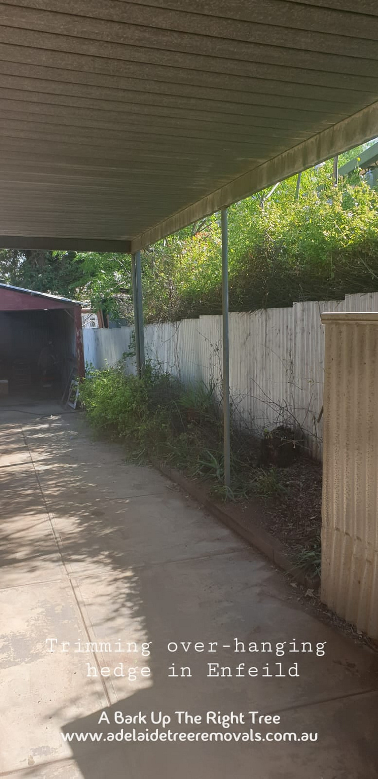 Tree loppers in Adelaide by Adelaide Tree Removals by