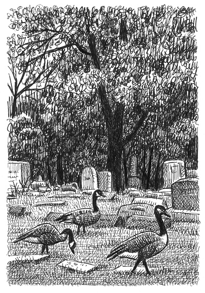 Graveyard Gaggle art artist artwork birds drawing goose hand drawn illustration ink nature trees