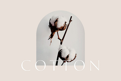 Luxury Cotton / Logo and Brand Identity branding design graphic design graphicdesign illustration logo minimal typography vector