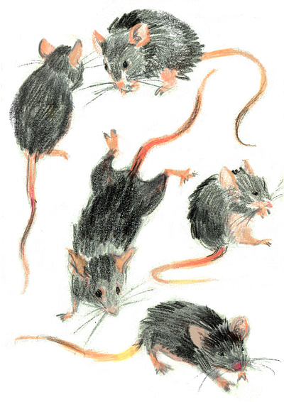 Mice animal animals bookillustration childrenbookart childrenbookillustrator coloredpencils colorfulillustration drawing drawings illustration illustrator kidsbook kidsbookart kidsillustration mice mouse picturebook picturebookart sketch sketching