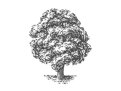 Oak tree engraved engraving etched etching illustration label logo oak pen and ink scratchboard tree vector engraving woodcut