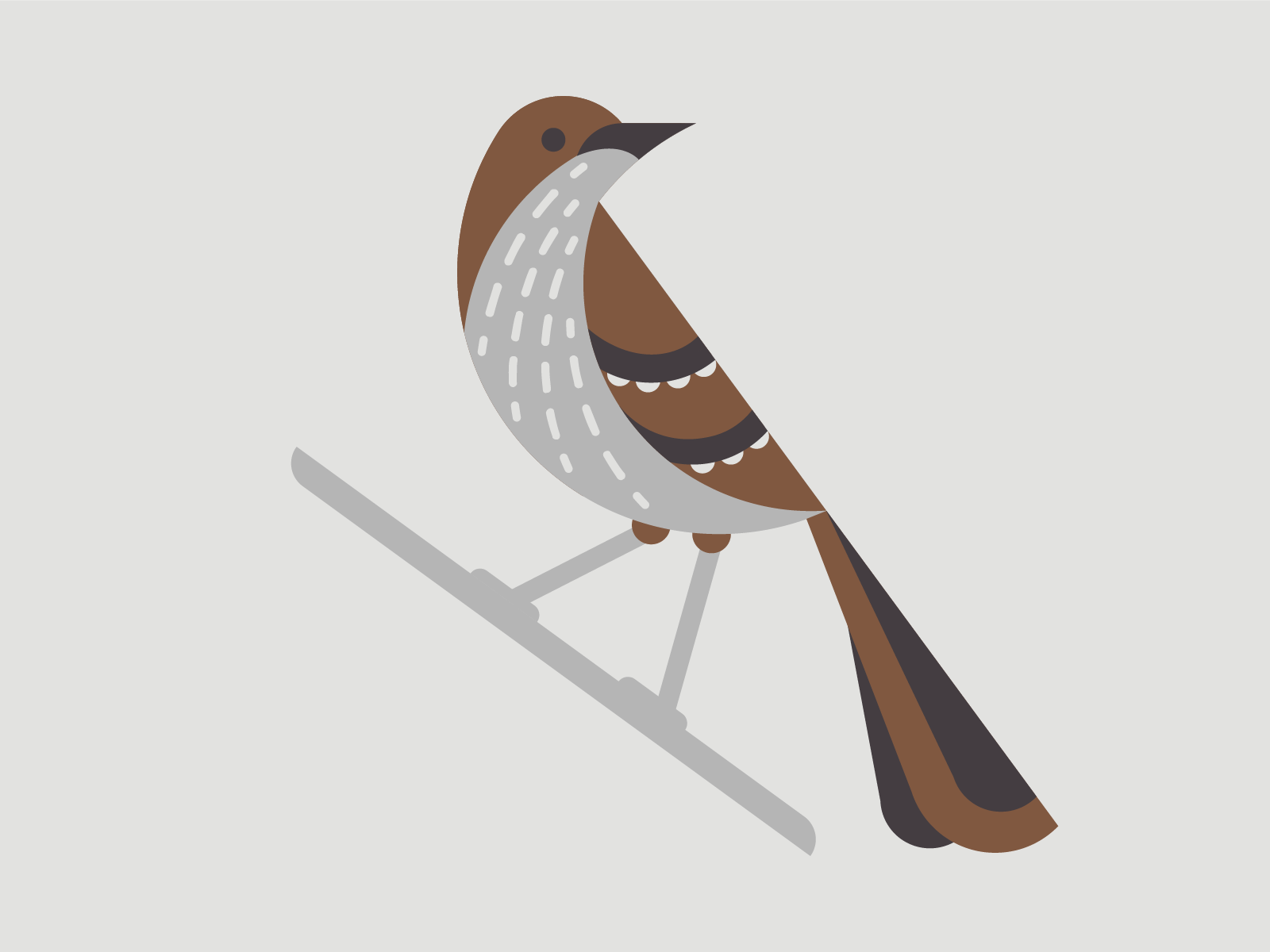 Brown Thrasher by Cole Bo Williams on Dribbble