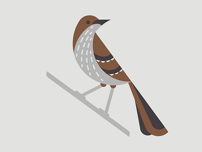 Brown Thrasher bird brown brown thrasher feather georgia gray grey illustration illustrator state state bird thrasher vector wing