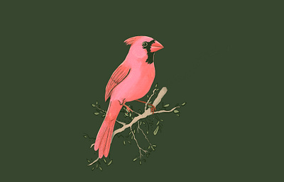 Cardinal Illustration bird branch cardinal illustration red